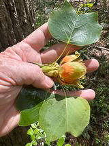 image of Liriodendron tulipifera var. 1, Coastal Plain Tulip-tree, Southern Yellow Poplar