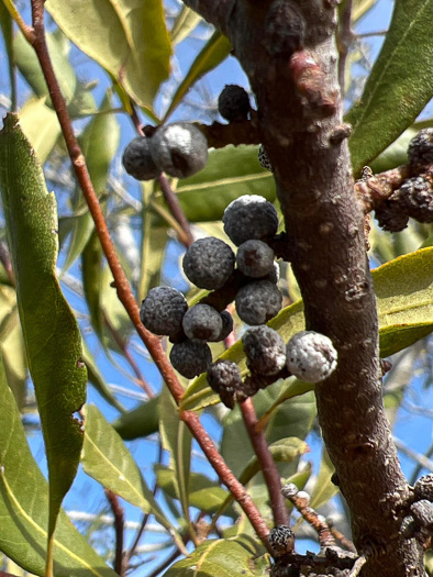 image of Morella cerifera, Common Wax-myrtle, Southern Bayberry