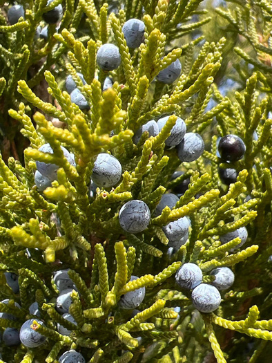 image of Juniperus silicicola, Southern Red Cedar, Coastal Red Cedar