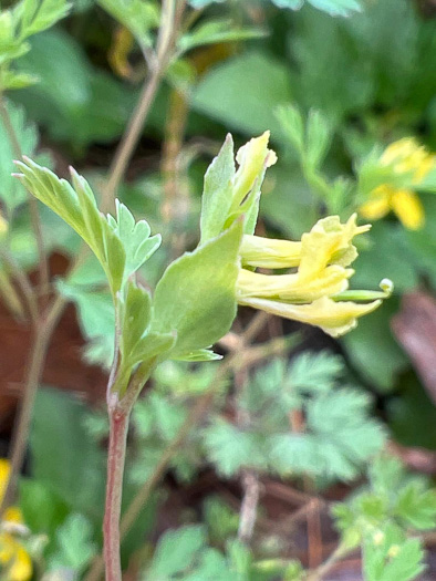 image of Corydalis flavula, Yellow Fumitory, Yellow Harlequin, Short-spurred Corydalis, Yellow Fumewort