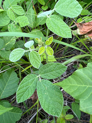 image of Rhynchosia tomentosa, Twining Snoutbean, Erect Snoutbean