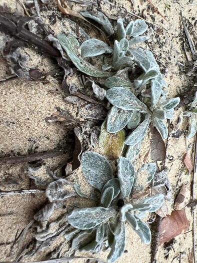 image of Chrysopsis gossypina, Woolly Goldenaster, Cottonleaf Goldenaster, Gossamer Goldenaster, Cottony Goldenaster