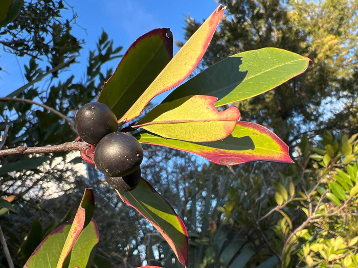 image of Prunus caroliniana, Carolina Cherry Laurel, Carolina Laurel Cherry