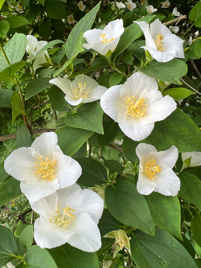 image of Philadelphus inodorus, Appalachian Mock-orange, Scentless Mock-orange