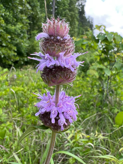 image of Blephilia ciliata, Diabase Woodmint, Horsemint, Downy Woodmint