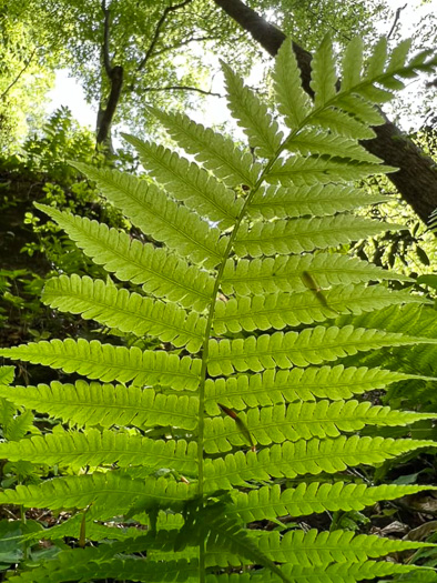 image of Deparia acrostichoides, Silvery Glade Fern, Silvery Spleenwort