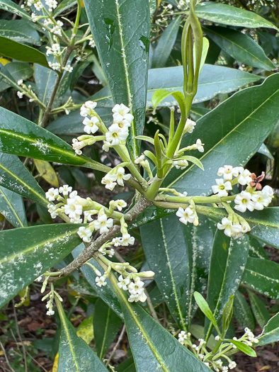 image of Cartrema americanum, Devilwood, Wild Olive