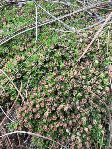 image of Pyxidanthera barbulata var. brevifolia, Sandhills Pyxie-moss, Wells' Pyxie-moss, Little Pyxie