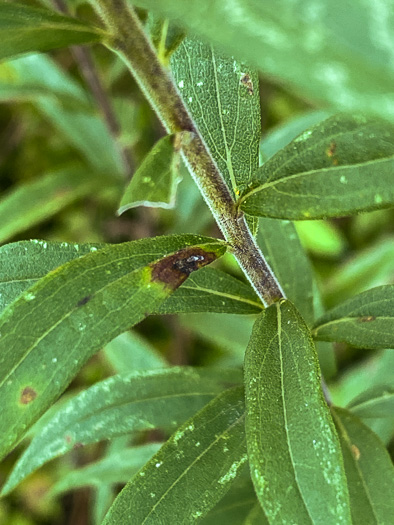 image of Solidago rugosa var. aspera, Wrinkleleaf Goldenrod