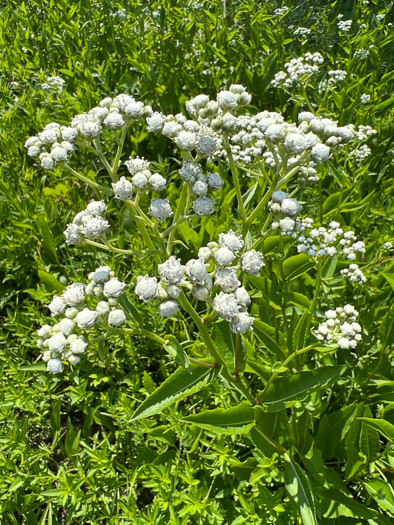 image of Parthenium integrifolium var. integrifolium, Common Wild Quinine