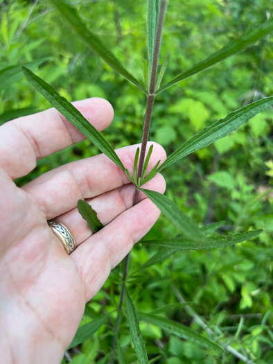 image of Eupatorium torreyanum, Torrey's Thoroughwort, Torrey's Eupatorium