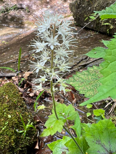 image of Tiarella austrina, Escarpment Foamflower, Southern Foamflower