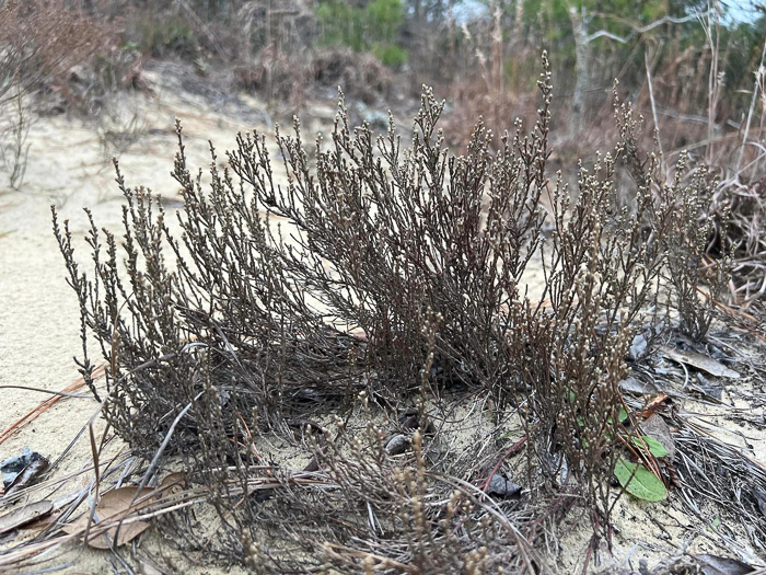 image of Hudsonia tomentosa, Woolly Beach-heather