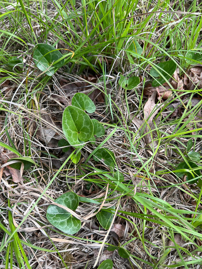 image of Hexastylis lewisii, Lewis's Heartleaf