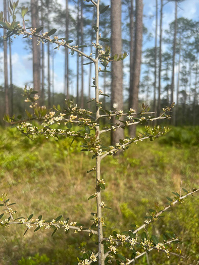 Yaupon Holly