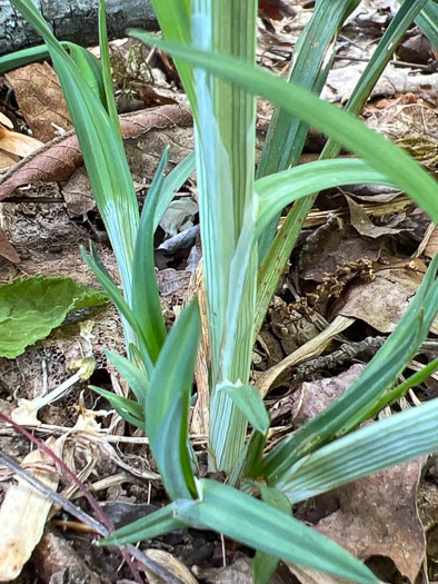 image of Carex radfordii, Radford's Sedge