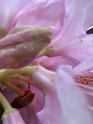 image of Rhododendron carolinianum, Carolina Rhododendron, Punctatum