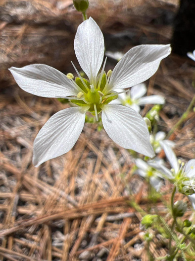 Carolina Sandwort