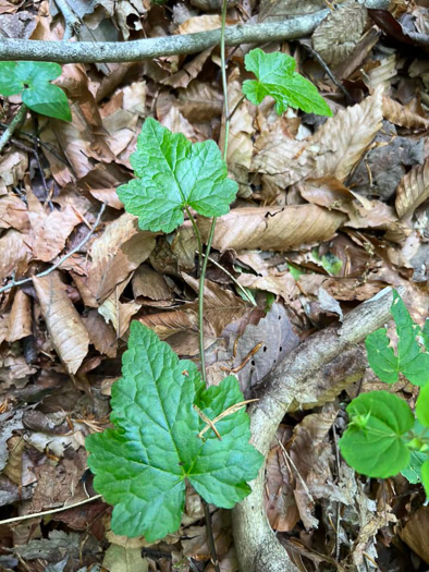 image of Tiarella austrina, Escarpment Foamflower, Southern Foamflower