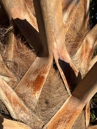 image of Sabal palmetto, Cabbage Palmetto