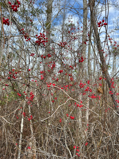 image of Smilax walteri, Coral Greenbrier, Red-berried Swamp Smilax