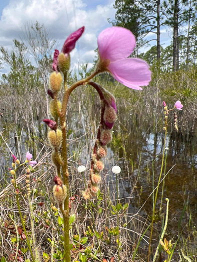 image of Drosera tracyi, Tracy's Sundew