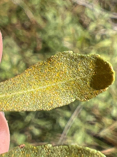 image of Morella pumila, Dwarf Wax-myrtle, Dwarf Bayberry