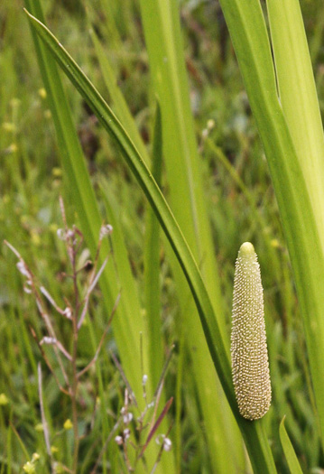 image of Acorus calamus, European Sweetflag, European Calamus