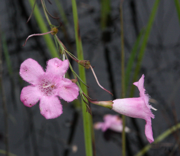 image of Agalinis linifolia, Flaxleaf Gerardia, Scaleleaf Agalinis, Flaxleaf False Foxglove, Flaxleaf Agalinis