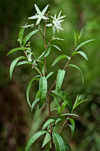 image of Amsonia rigida, Stiff Bluestar, Pond Bluestar, Marsh Bluestar