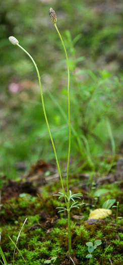 image of Anemone berlandieri, Eastern Prairie Anemone, Glade Windflower, Southern Thimbleweed, Ten-petal Anemone