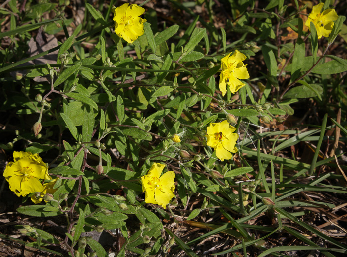 image of Crocanthemum georgianum, Georgia Sunrose, Georgia Frostweed