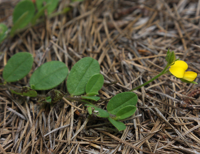 image of Crotalaria rotundifolia, Low Rattlebox, Rabbitbells