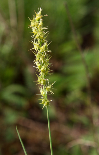 image of Cenchrus longispinus, Northern Sandspur, Common Sandspur, Longbristle Sandbur