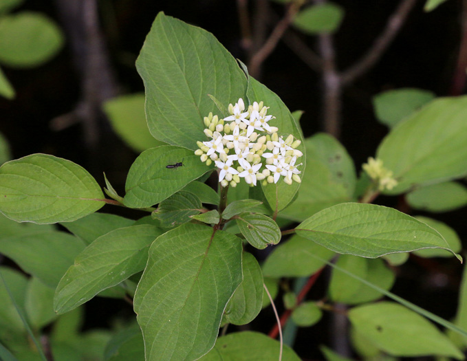 image of Swida sericea, Red Osier Dogwood, Bailey's Dogwood