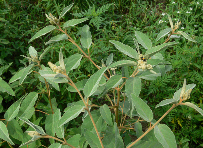 image of Croton capitatus, Woolly Croton, Hogwort, Capitate Croton, Goatweed