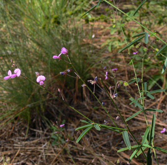 Desmodium strictum, Pinebarren Tick-trefoil, Pineland Tick-trefoil, Upland Slender Tick-trefoil