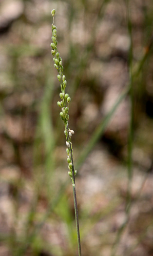 spikelet