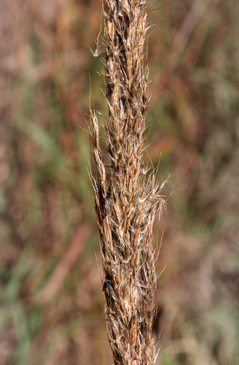 image of Erianthus contortus, Bent-awn Plumegrass