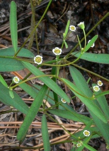 image of Euphorbia curtisii, White Sandhills Spurge, Curtis's Spurge