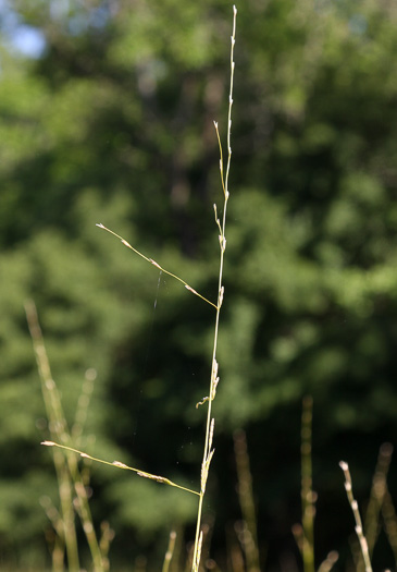 image of Glyceria septentrionalis, Eastern Mannagrass, Floating Mannagrass