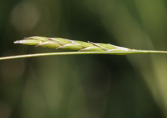 spikelet