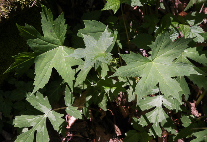 image of Hydrophyllum canadense, Mapleleaf Waterleaf, Broadleaf Waterleaf, Canada Waterleaf, Bluntleaf Waterleaf