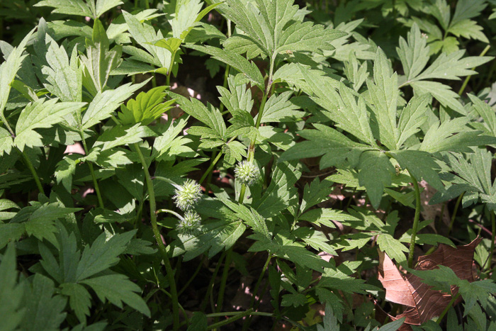 image of Hydrophyllum virginianum, Virginia Waterleaf, Eastern Waterfleaf