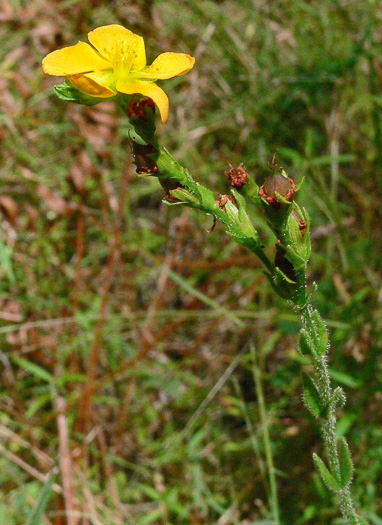 image of Hypericum setosum, Hairy St. Johnswort