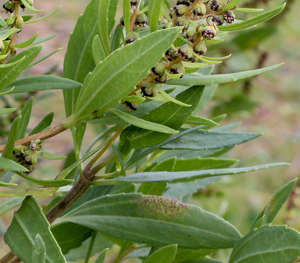 image of Iva frutescens var. frutescens, Southern Maritime Marsh-elder, Southern Bigleaf Marsh-elder