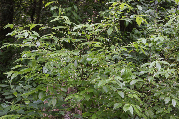 image of Ilex laevigata, Smooth Winterberry