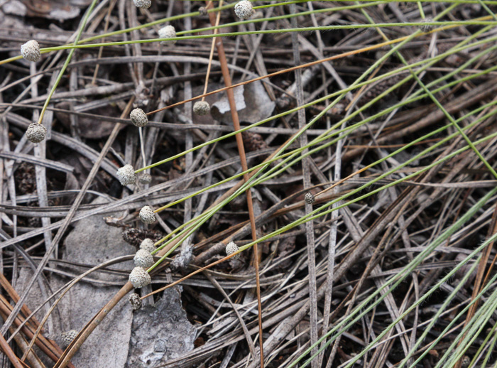 image of Lachnocaulon beyrichianum, Southern Bogbuttons