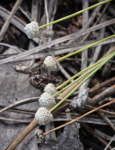 image of Lachnocaulon beyrichianum, Southern Bogbuttons