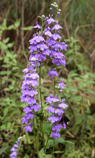 image of Lobelia elongata, Purple Lobelia, Streamside Lobelia, Longleaf Lobelia